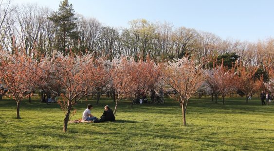 Se redeschide Grădina japoneză din Herăstrău