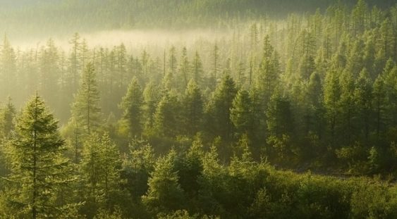 Greenpeace România a lansat Forest Guardians, aplicația de mobil prin care poți salva pădurile de tăieri ilegale