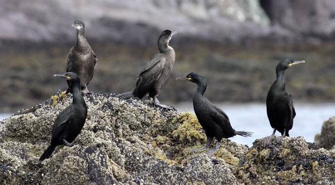 Societatea Ornitologică confirmă prezenţa CORMORANULUI moţat pentru prima oară în România