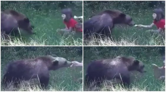 VIDEO | Imagini şocante filmate pe Transfăgărăşan: O fetiţă hrăneşte un urs din mână