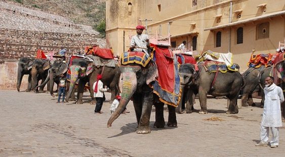 Plimbările pe spatele elefanţilor vor fi interzise la templele din Angkor, Cambodgia