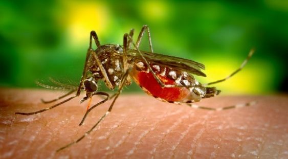 Primele cazuri native de Zika din Europa au fost confirmate. Experții avertizează că schimbările climatice ar putea înmulţi cazurile