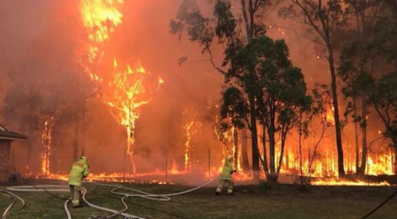Aproape 500 de milioane de animale au murit în incendiile din Australia