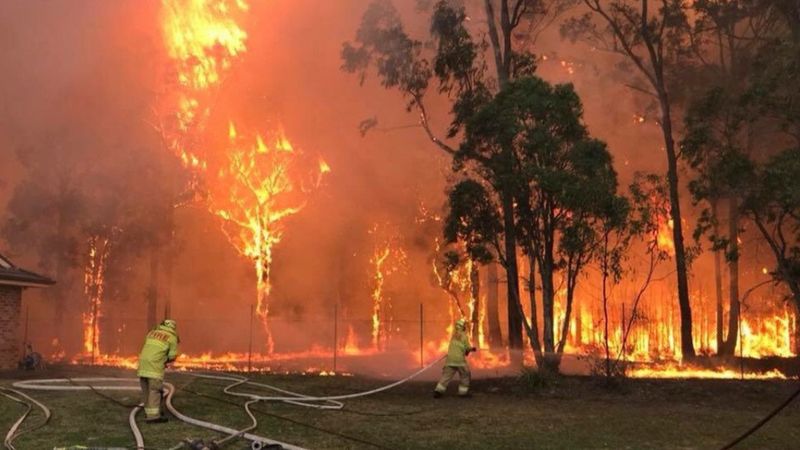 Aproape 500 de milioane de animale au murit în incendiile din Australia