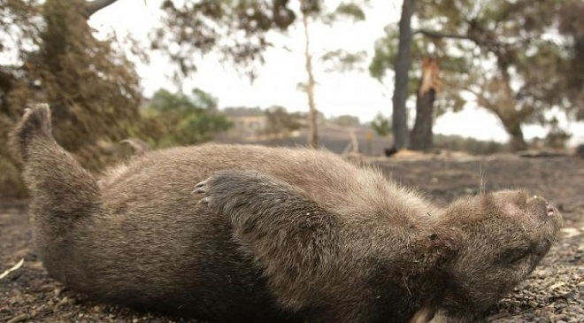Numărul animalelor care au murit în incendiile din Australia a crescut la peste un miliard