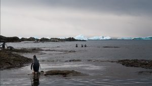  Antarctica a înregistrat joi un record de temperatură: 18,3 grade Celsius