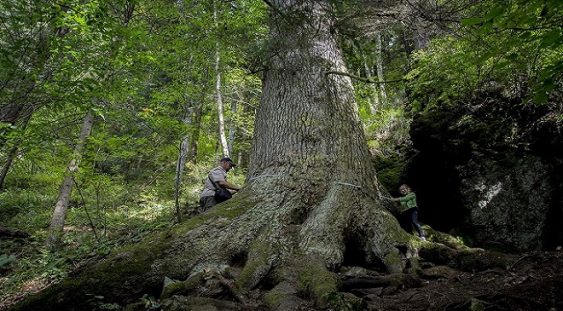 Un brad secular din munţii Cibinului concurează pentru titlul de “Arborele European al Anului 2020”