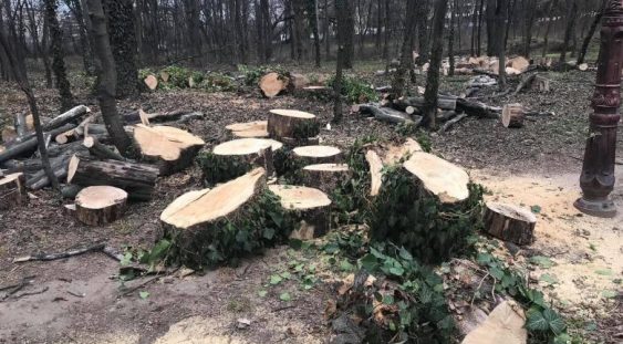 Costel Alexe, despre tăierile de copaci din Herăstrău: Trimit Garda Forestieră în control, nu mai putem tolera astfel de practici
