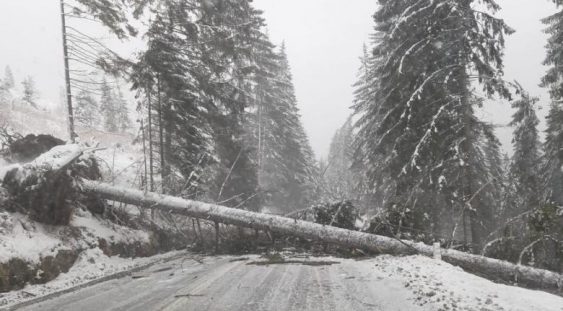 Vremea rea face ravagii în România: vânt ca la uragan, drumuri blocate, trenuri anulate, școli închise, localități în întuneric