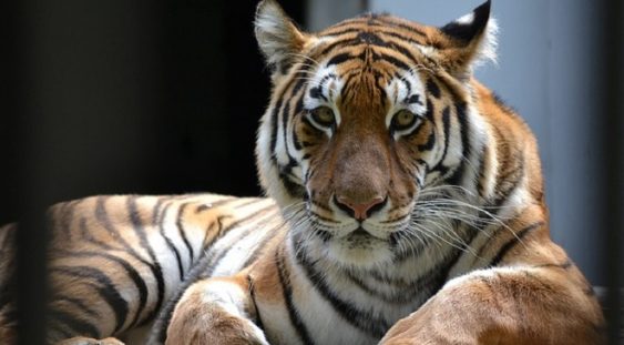Un tigru de la o grădină zoologică din New York, testat pozitiv cu noul coronavirus