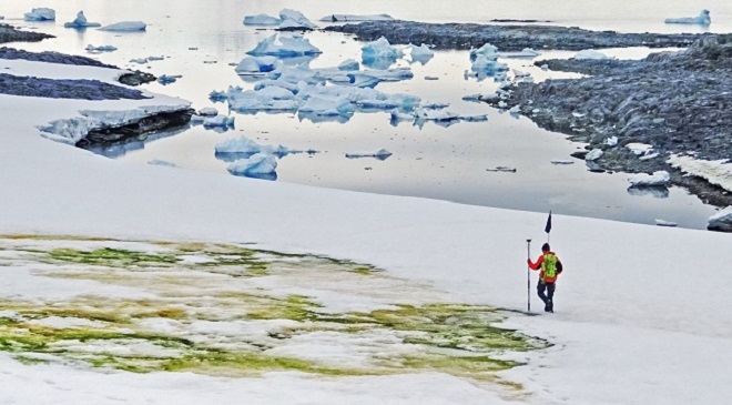 Zăpada din Antarctica este pe alocuri verde din cauza înfloririi algelor marine