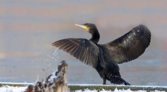 Vânătoarea cormoranului mare a devenit legală în România