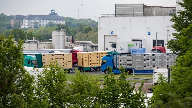 996 de români, angajați ai celui mai mare abator din Germania, sunt infectați cu coronavirus