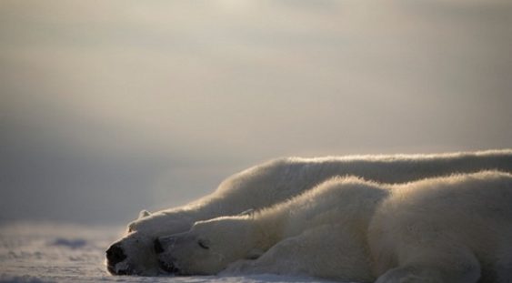 Urșii polari ar putea dispărea până în 2100 din cauza schimbărilor climatice