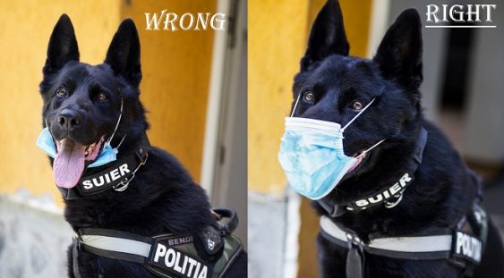 Câinele polițist ”Șuier” a devenit vedetă, după o demonstrație privind masca de protecție