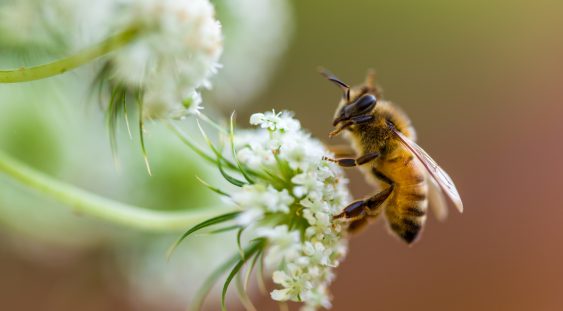 Veninul de albine eficient în lupta cu cancerul