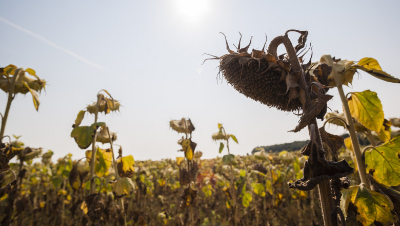 Cifra dezastrului din agricultură: 1,12 milioane de hectare distruse de secetă