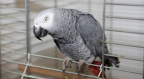 Cinci papagali au fost trimiși la izolare într-un parc zoologic pentru că înjurau vizitatorii