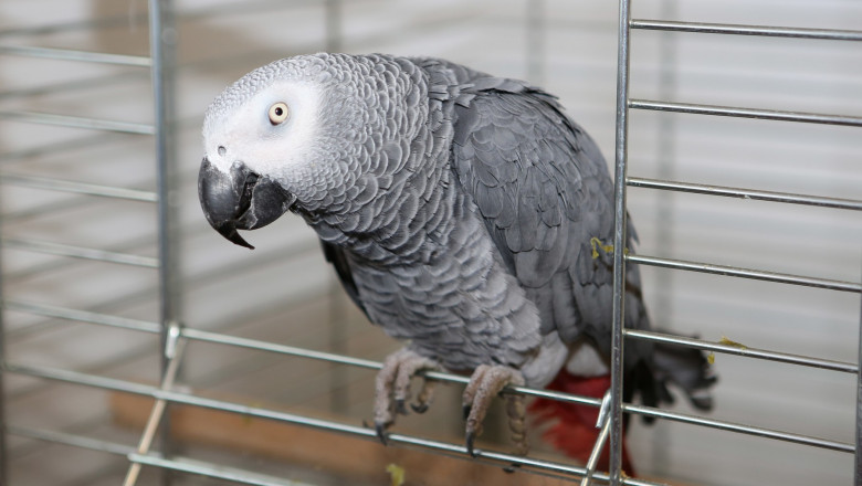 Cinci papagali au fost trimiși la izolare într-un parc zoologic pentru că înjurau vizitatorii