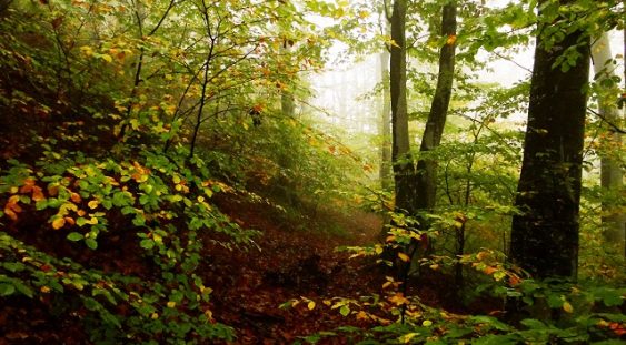 Ministrul Mediului a semnat contractele de finanţare privind studiile ştiinţifice pentru 40.000 ha noi de păduri virgine