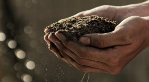  Mai mult, oamenii de știință au observat că din terenurile cu microplastic lipsea prezența râmelor, care sunt foarte apreciate în agricultură pentru că ajută în procesele de descompunere, adaugă nutrienți organici în sol și cresc aerarea solului. Totuși, acolo unde concentrația solului atingea 7%, râmele ingerau microplasticul odată cu pământul și îl transportau în diferite straturi de sol. În plus, o lucrare din 2018 atrăgea atenția că apa de ploaie se scurge în apele subterane prin micile tuneluri făcute de râme, ducând astfel cu ea și microplasticele de la suprafață.  Oamenii de știință au observat o rată de mortalitate între 8 și 25% în cazul omizilor care au ingerat microplastic, în funcție de cantitatea pe care au consumat-o.  Într-un studiu realizat în China, cercetătorii au crescut plante în sistem hidroponic, iar în apă au adăugat microplastice. Au descoperit apoi urme ale acestor mici fragmente de plastic în rădăcini, tulpini și frunze.      „Pentru zeci de ani oamenii de știință au crezut că particulele de plastic sunt prea mari pentru a trece de bariera fizică a unui țesut intact al unei plante. Dar noul nostru studiu dezaprobă această presupunere”, a declarat Yongming Luo pentru Environmental Health News.  La începutul acestui an, o echipă de cercetători a anunțat că a găsit microplastice în produse dintr-un supermarket italian, precum morcovi, salată, broccoli, cartofi, mere și pere. Aceștia au transmis că au găsit cele mai mari cantități în mere și cele mai puține, în salată, sugerând că natura perenă a unui pom fructifer a permis microplasticelor să se acumuleze mai mult decât în culturile anuale.      „Dacă microplasticele ajung în legumele noastre, ajung în tot ce mănâncă legume. Ceea ce înseamnă că sunt în carne și lactate”, a mai spus Luo.  Microplasticele au fost găsite anterior în miere, bere și fructe de mare.  Deși nu există studii concrete ale ingerării microplasticelor de către oameni, studiile realizate pe mamifere forțate în laboratoare să ingereze aceste mici fragmente de plastic au arătat că acestea pot trece de pereții celulari, se pot mișca prin corp, se pot acumula în organism și pot avea impact asupra sistemului imunitar.