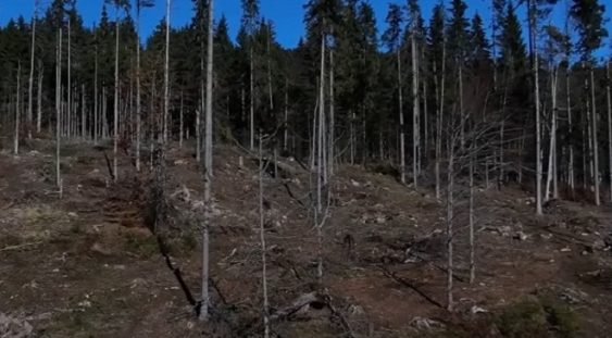 Recorder: Inspectorii Romsilva au trecut cu vederea tăierile ilegale de lemn din Munții Gurghiu