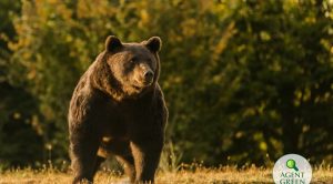  Presa străină despre împușcarea lui Arthur: „Cu suficienți bani poți cumpăra chiar și cel mai mare urs brun din Europa”