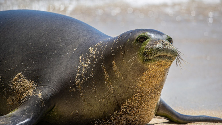 Val de indignare în Grecia după ce Kostis, foca mascotă a unei insule turistice a fost ucisă