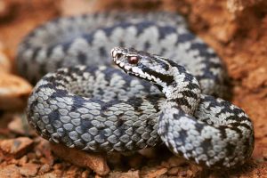 coperta1-vipera-comuna-Vipera-berus-300x200 coperta1-vipera-comuna-Vipera-berus