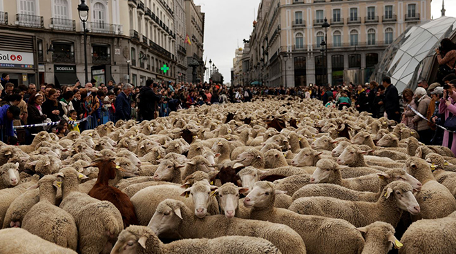 Oile revin pe străzile Madridului: Ciobanii readuc la viață vechile rute de transhumanță