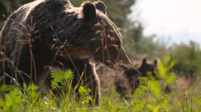 Inovație în conservarea faunei: urșii din Postăvarul vor fi hrăniți din funiculare