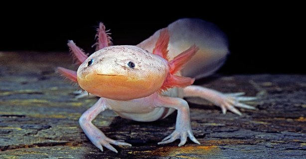 Axolotlul: un animal adorabil și o resursă inestimabilă pentru progresul științei și medicinei
