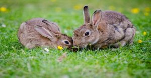 2-rabbits-eating-grass-at-daytime-33152-610x404-1-300x156 2-rabbits-eating-grass-at-daytime-33152-610x404