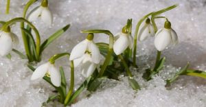snowdrops-snow-300x156 snowdrops-snow