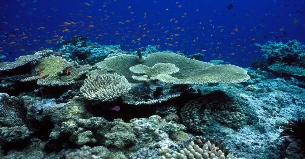 Recifurile de corali în pericol iminent
