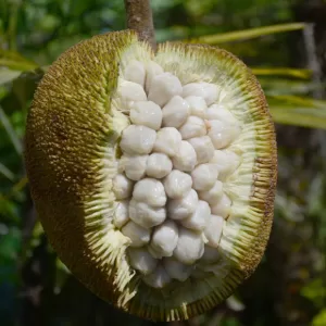 Marang_Constantine-Agustin-300x300 Fructe impresionante în toată lumea