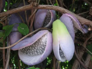 akebia-quinata-detalle-fruto-300x225 akebia-quinata-detalle-fruto