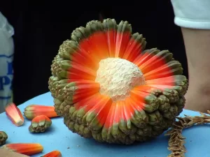 puhala-300x225 Fructe impresionante în toată lumea