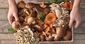Ciuperci-300x156 Ciuperci