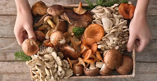 Funghi Forum Gourmet: un eveniment culinar unic la Sovata