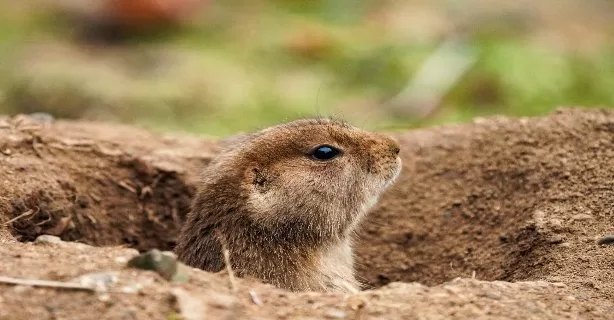 Cum utilizează animalele fizica