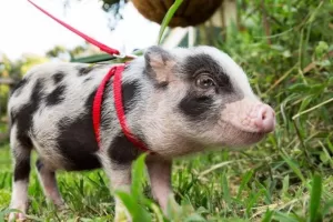 PetPig-300x200 PetPig