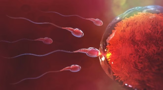 AlphaFold -„cupidonul” molecular între spermatozoid și ovu