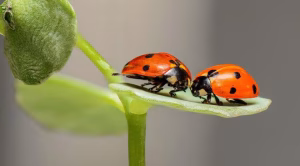 6-cute-insects-that-bite-300x166 6-cute-insects-that-bite