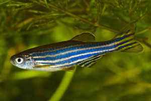 Zebra-Fish-Danio-Zebrafish-1-300x200 Zebra-Fish-Danio-Zebrafish