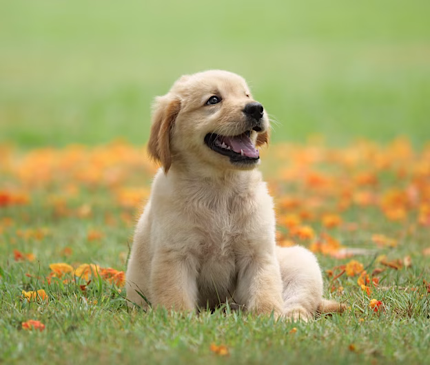Prietenii necuvântători care ne vindecă: cum animalele de companie transformă viețile oamenilor