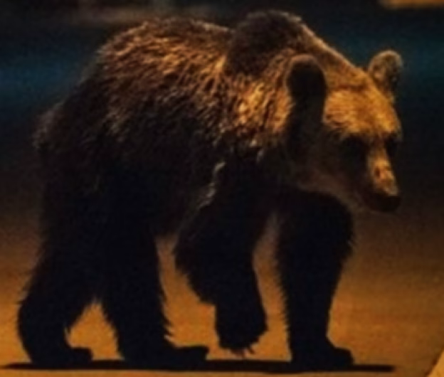 Un bărbat, atacat de un urs pe o stradă din Predeal – a fost găsit inconștient