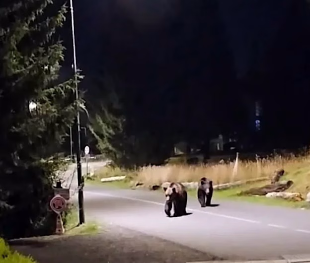 Peste 1.300 de locuitori din Predeal cer măsuri urgente după atacul unui urs asupra șefului Salvamont: „Urșii nu mai ocolesc orașul, e timpul să nu mai ocolim soluțiile!”