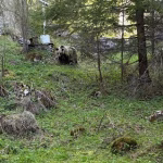 Alertă în Munții Neamțului: Jandarmii au alungat un urs care se apropia periculos de turiști