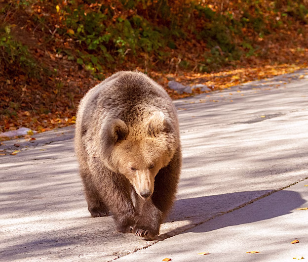 Alertă în Prahova: Trei intervenții RO-Alert în weekend, după apariții repetate ale urșilor în zone locuite